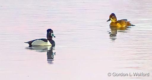 Mr & Mrs Ring-necked Duck_DSCF6449.jpg - Ring-necked Ducks (Aythya collaris) photographed along the Rideau Canal Waterway at Kilmarnock, Ontario, Canada.